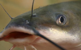 Best Channel Catfish Bait – FishingMobile